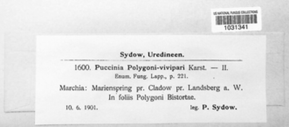 Uromyces polygoni-avicularis image